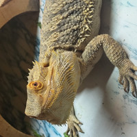 Bearded dragon for rehoming