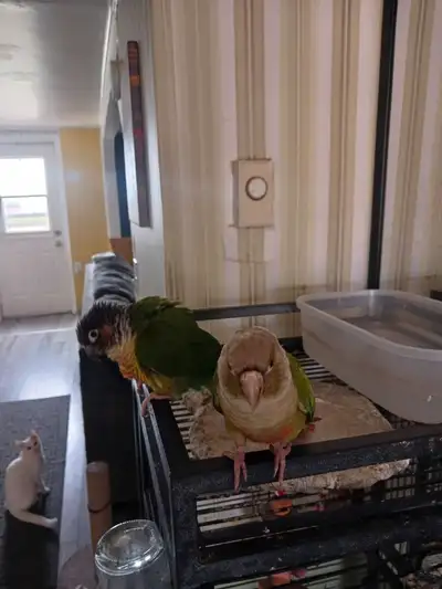 Selling both birds house and toys together. They are very friendly and are about 3 years old. If int...