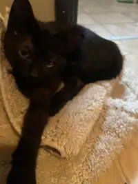 black kittens for free