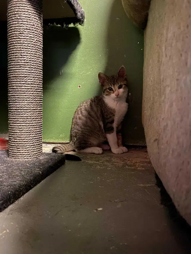 2 adorable kittens (just under a year old) in Cats & Kittens for Rehoming in North Bay - Image 4