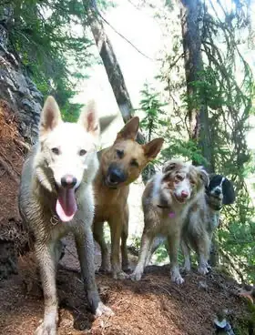 Dog Sitting Vacation House❤️❤️❤️, View more