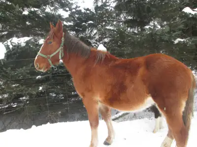 Percheron Dutch Harness Cross Riding Horse For Sale, View more