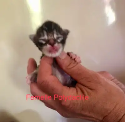 J’ai 7 beaux petits chatons 3/4 Maine Coon de disponibles!, View more