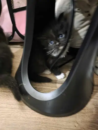 2 Persian kittens, View more