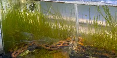 Flame moss - $5 per portion (Oakville), View more