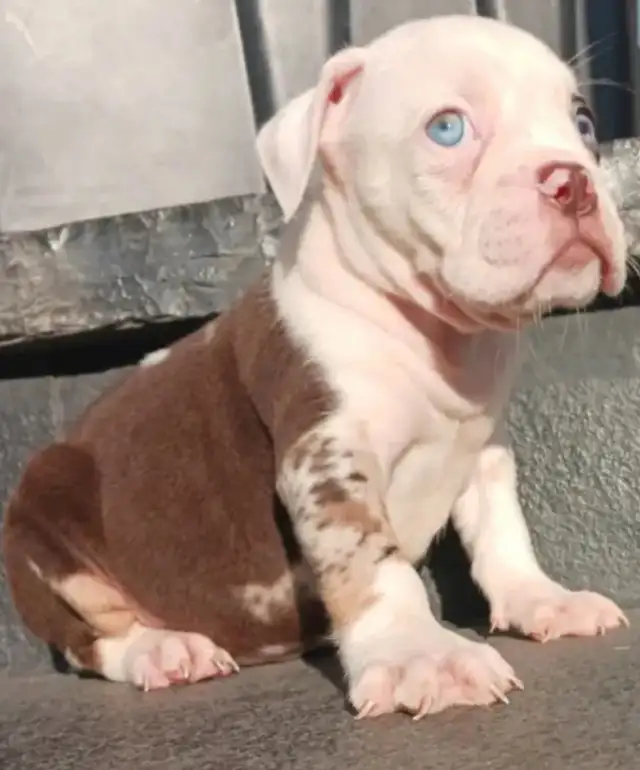 Olde English Bulldog Puppies in Dogs & Puppies for Rehoming in City of Toronto - Image 5