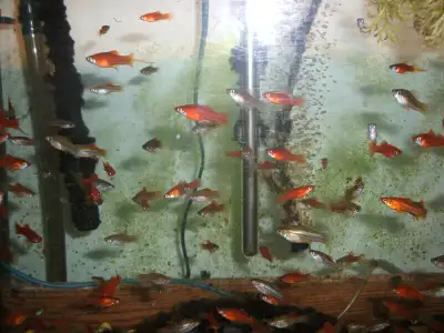 Swordtails - young adults - orange, green, and hybrid, View more