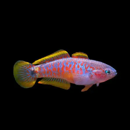 Peacock Goby - Gudreon in Fish for Rehoming in Markham / York Region - Image 2