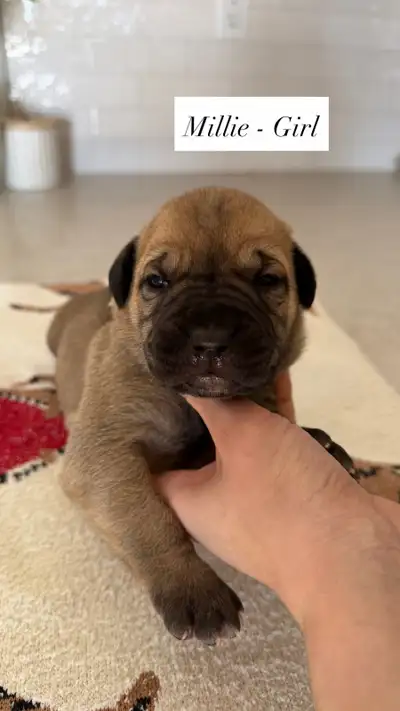 Cane Corso x Presa Canario, View more