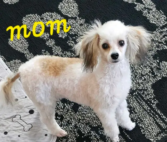 GORGEOUS TINY TOY POODLE PUPS in Dogs & Puppies for Rehoming in Strathcona County - Image 5