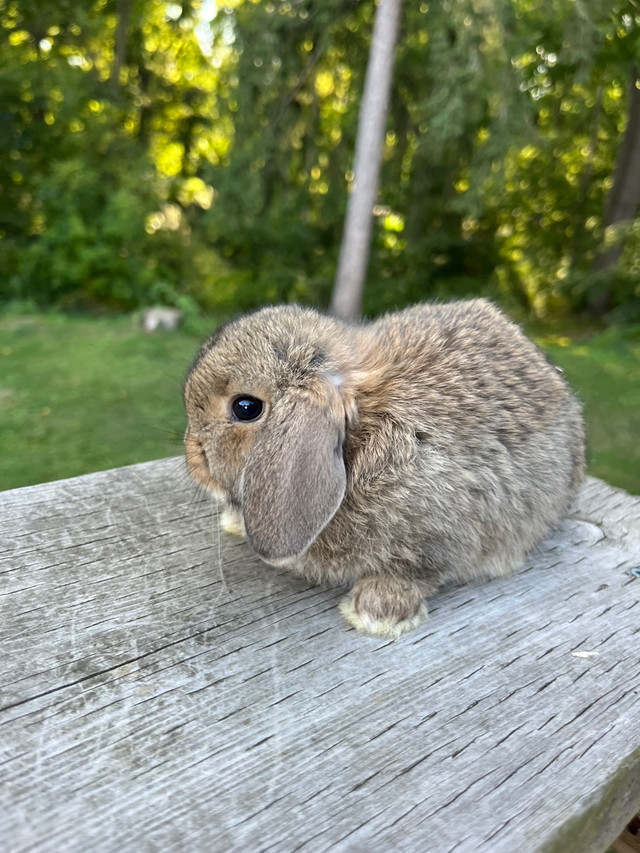 Chestnut Holland lop baby bunny in Small Animals for Rehoming in Woodstock - Image 3