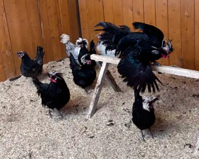All are free for the taking. Hatched spring 2025. Black copper Marans Chocolate or chocolate cuckoo...