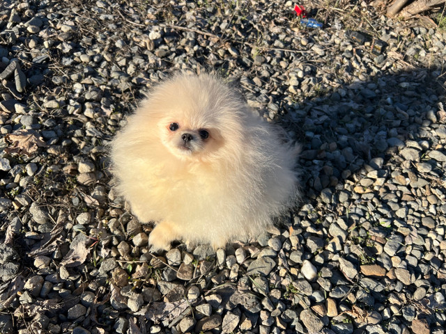 Boy Pomeranian mini Teddy bear in Dogs & Puppies for Rehoming in Vernon