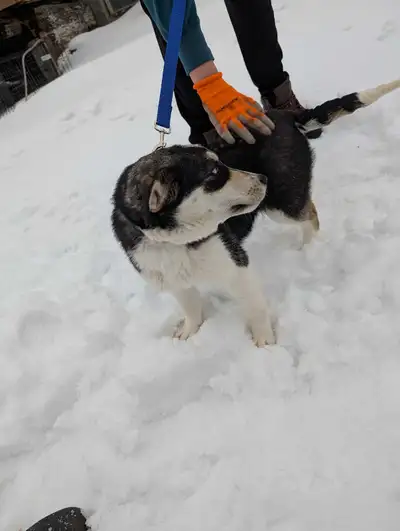 Puppies for sale, View more