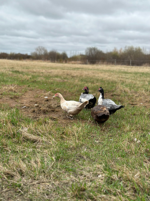Muscovy hatching eggs | Birds for Rehoming | Winnipeg | Kijiji