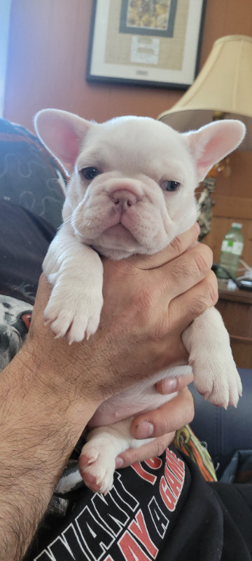 FRENCH BULLDOG PUPPIES in Dogs & Puppies for Rehoming in North Bay - Image 3