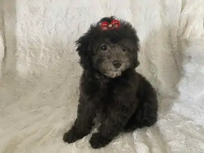 poodle miniature  caniche, View more