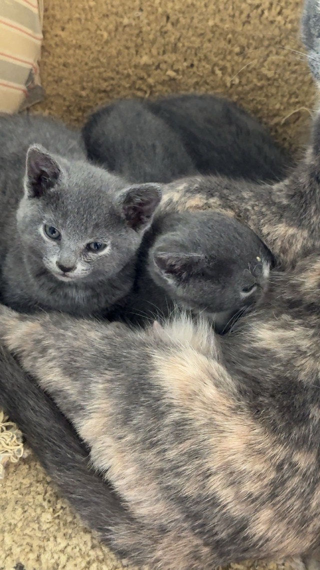 Two 8 week old kittens in Cats & Kittens for Rehoming in Owen Sound