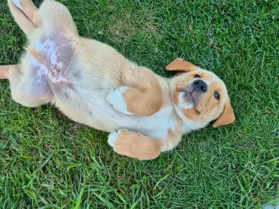 Adorable Puppy for sale!, View more