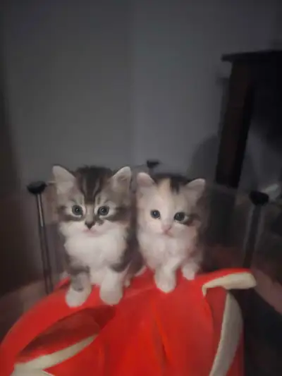 Adorable kittens with doll faces are looking for a loving family, View more