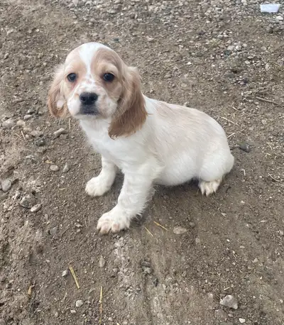 cocker cavalier puppies, View more