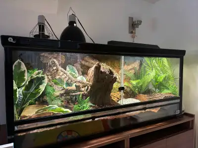 Looking for a good home for a friendly ball python with terrarium and custom cabinet ball python is...