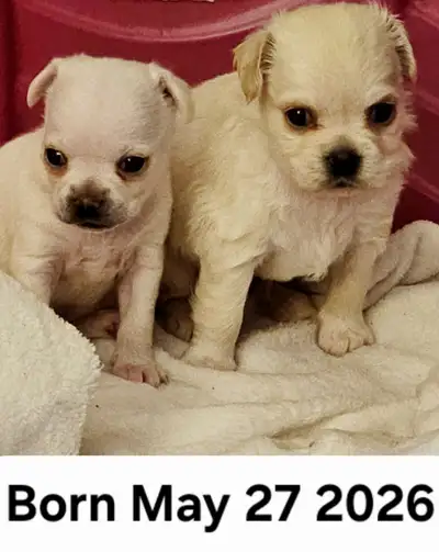 Beautiful Chihuahua pug puppies, View more