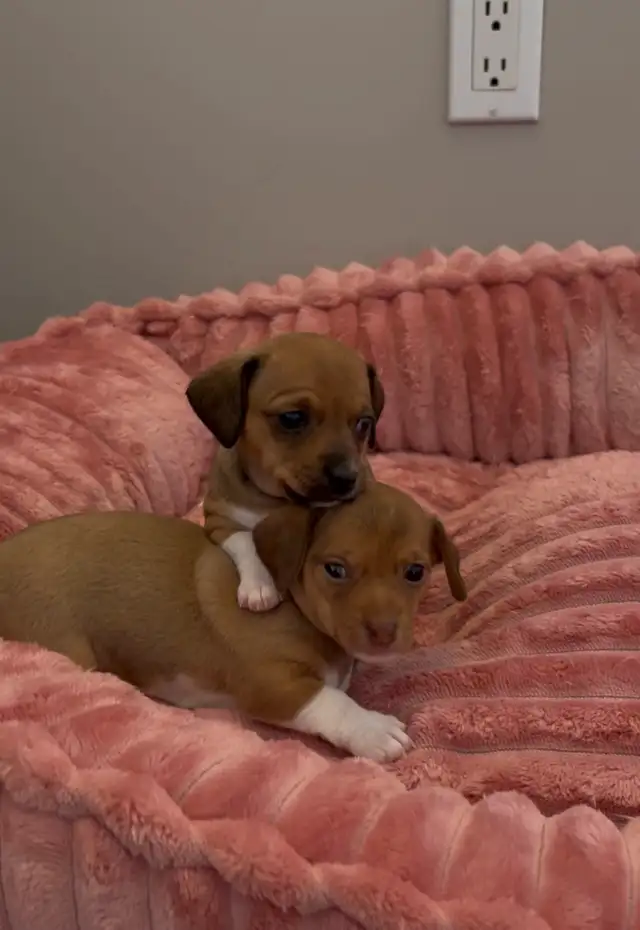 Adorable chiweenie puppies for sale! - Ready Mid-July in Dogs & Puppies for Rehoming in St. Albert - Image 4