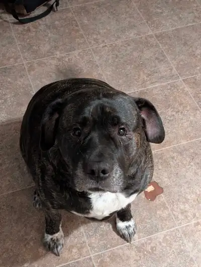 We've had Sadie since she was a puppy. She unfortunately has become aggressive towards one of our ca...