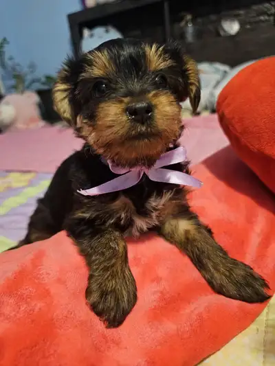 Yorkshire Terrier  puppies, View more