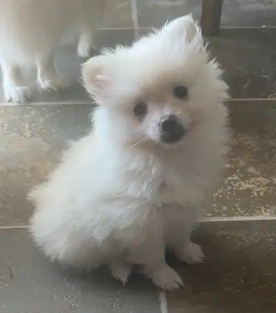 Chiots pomeraniens, View more