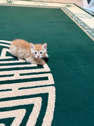 Kitten ‍⬛ , View more