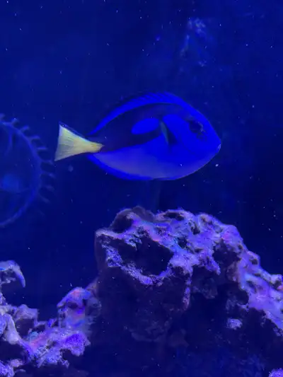 This is a healthy blue tang, a vibrant addition to any saltwater aquarium. This beauty is thriving a...