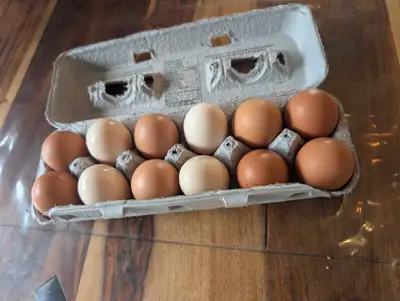 oeuf fécondé poule, View more