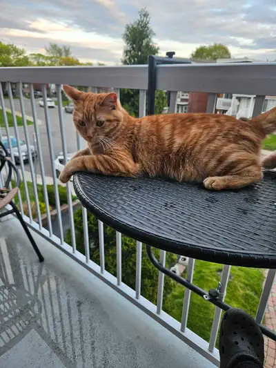 sterilized female cat 12 months, View more