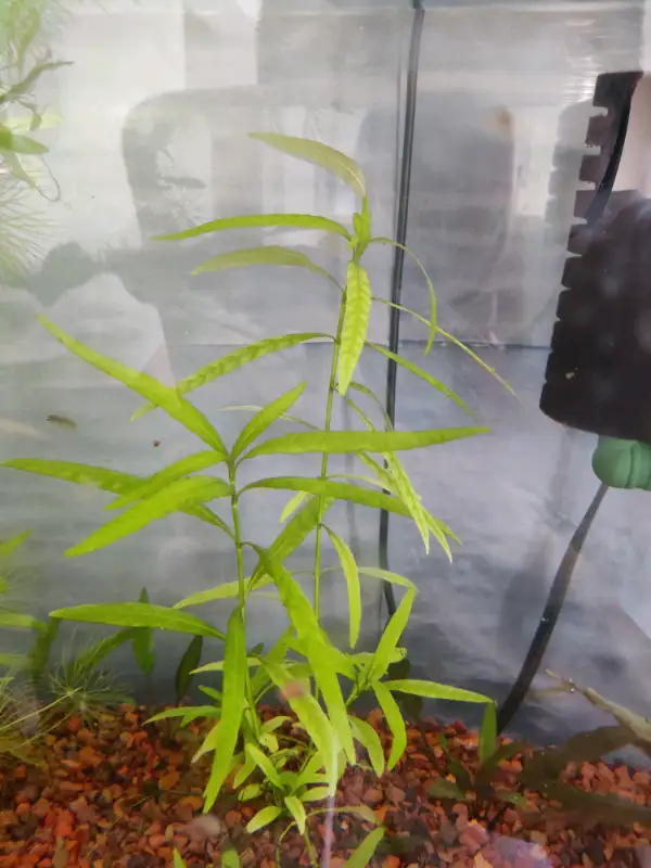 Aquarium plants --- Hygrophila in Fish for Rehoming in Markham / York Region - Image 5