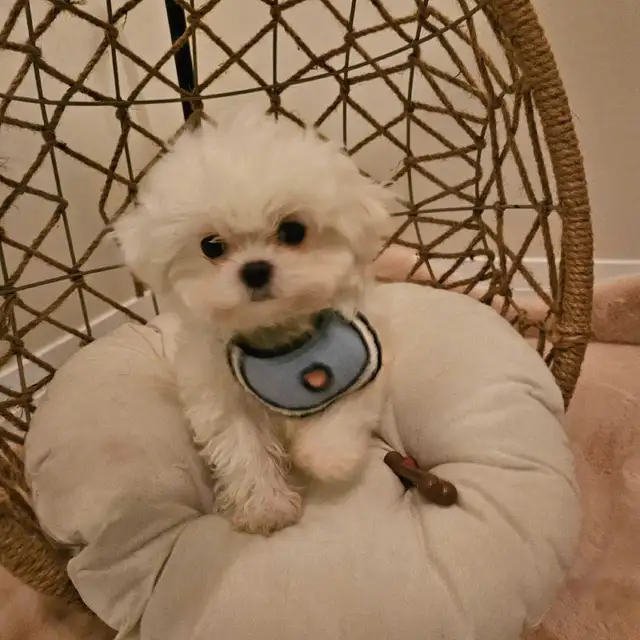 purebred mini Korean Maltese pedigree premium quality in Dogs & Puppies for Rehoming in Kitchener / Waterloo - Image 7
