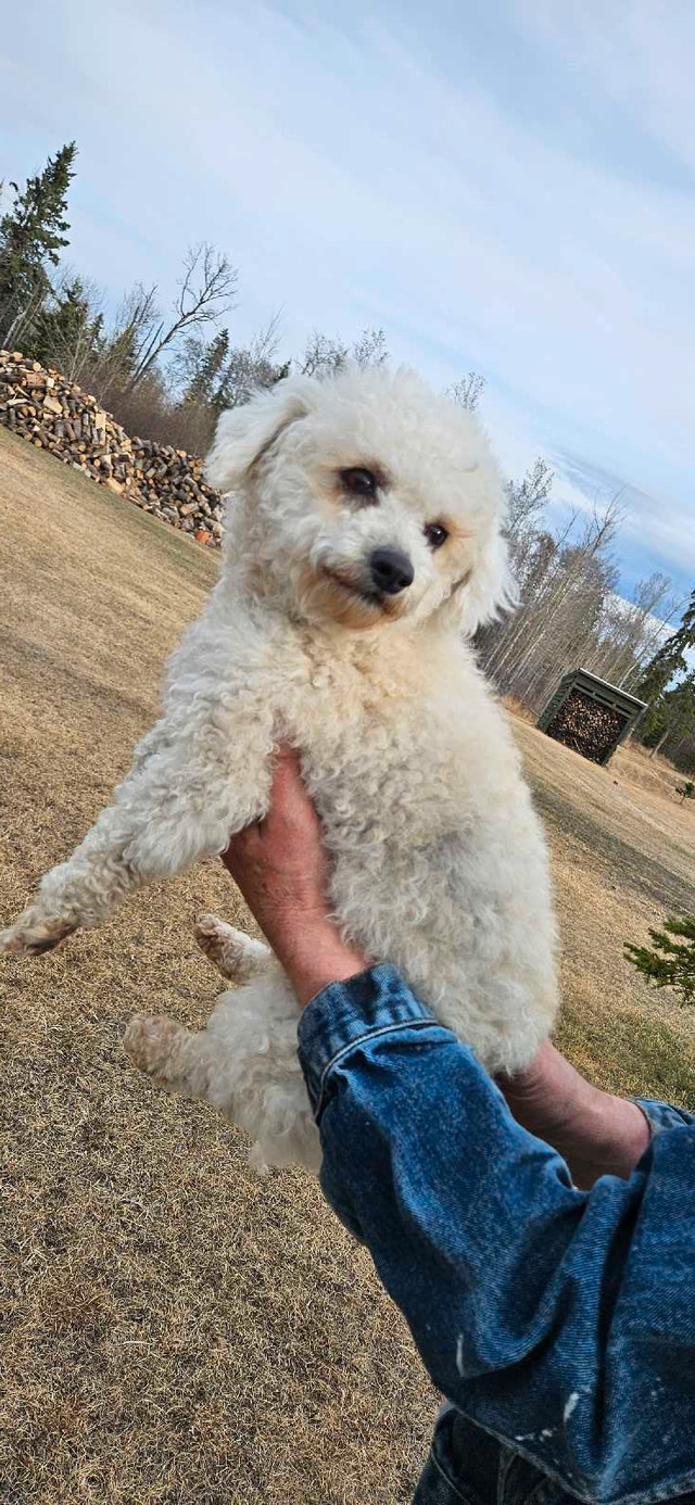 Mini poodle x bichon frise, Female, hypoallergenic breed in Dogs & Puppies for Rehoming in Fort St. John - Image 3