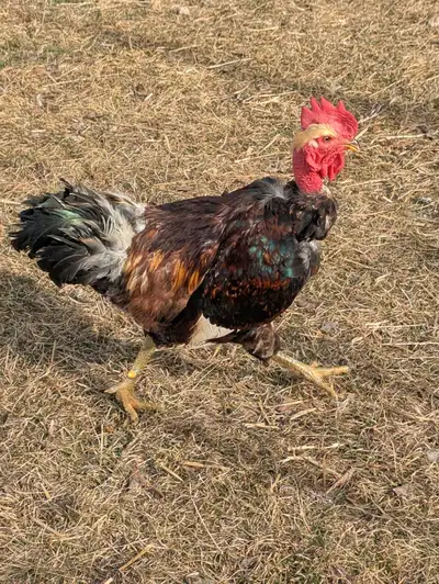 Orpington, silkie, and naked neck mix possible $15 per dozen