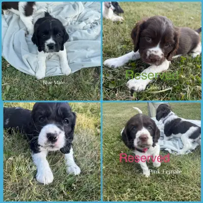 Cocker Spaniel Puppies, View more