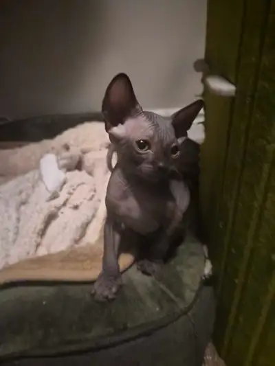 NORTHERN SPHYNX & BULLIES Sphynx Kittens Available! Looking for a unique, affectionate, and intellig...