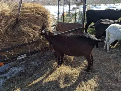 looking for a Billy goat, View more