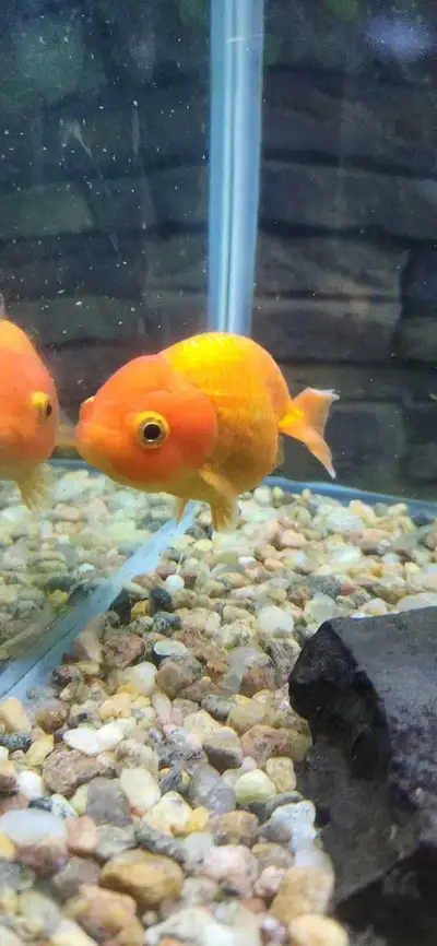 large ranchu, View more