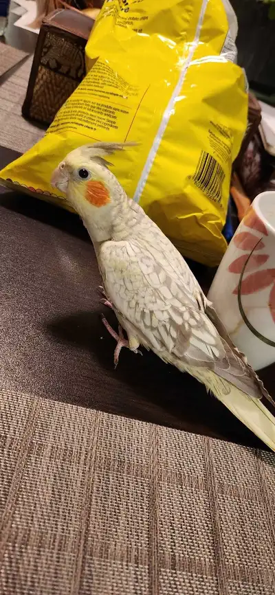 cockatiel, View more