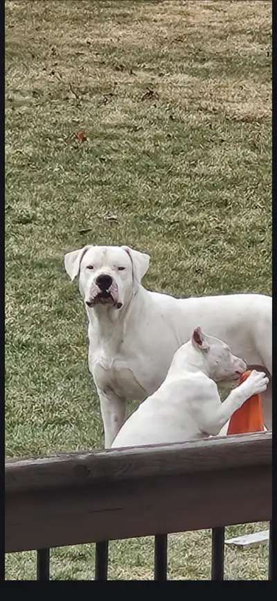 Pure bred dogo pedegree is morocho. Both parents on site. We have males and females Pups are 2500 an...