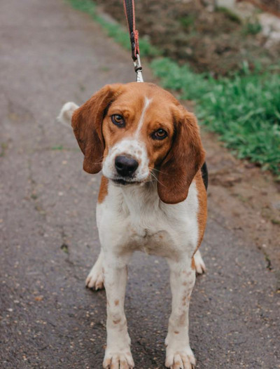 Gorgeous Male Beagle