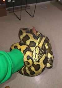 Carpet python