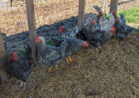 Mixed Breed Roosters for Trade
