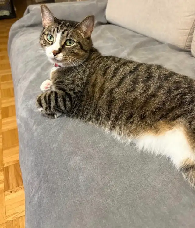 tabby cat for sale in Cats & Kittens for Rehoming in Oakville / Halton Region - Image 2