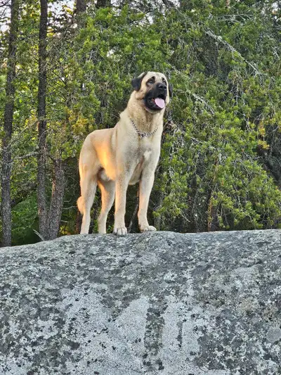 Kangal, Anatolian, View more
